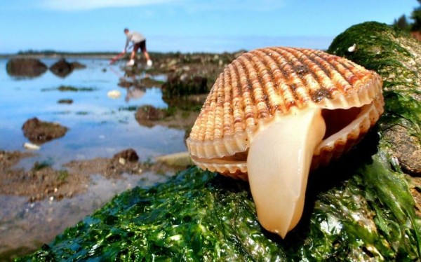 Clam seems to indicate the language while being photographed