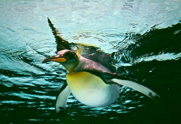 Most of his life penguins carried out in water and only rarely come to land.