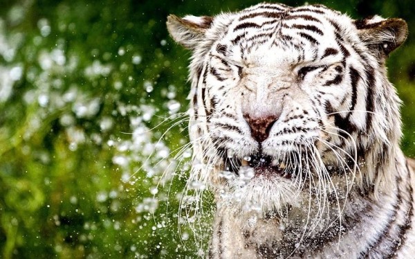 White tiger