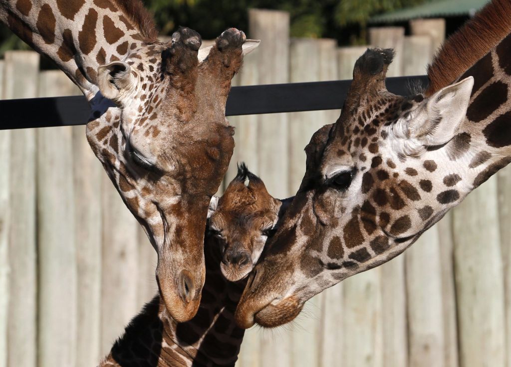 Giraffe dad and mum Jackie nurture their baby