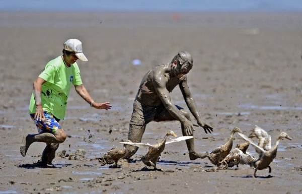 Competitions on catching ducks in the festival sea mud