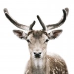 Incredibly Amazing Face Portraits of Animals by Morten Koldby