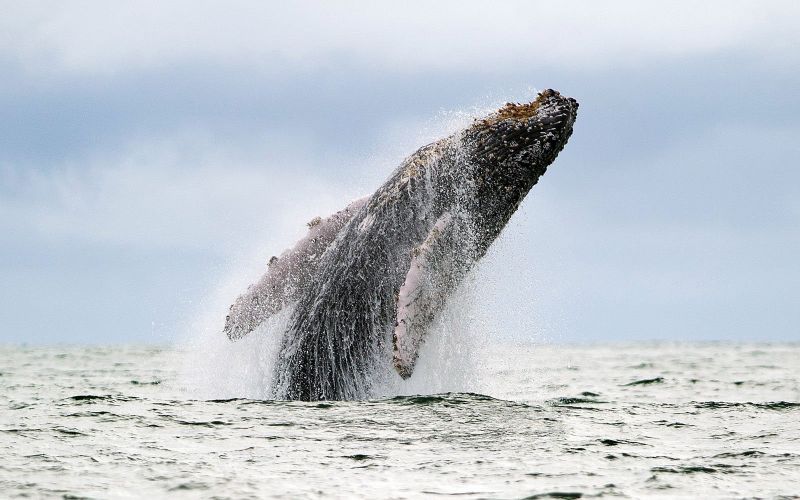 Humpback whale jumping out of water in the Colombian Pacific coast