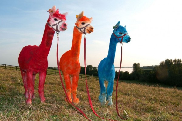 Merry trio color alpacas in Rugby, UK