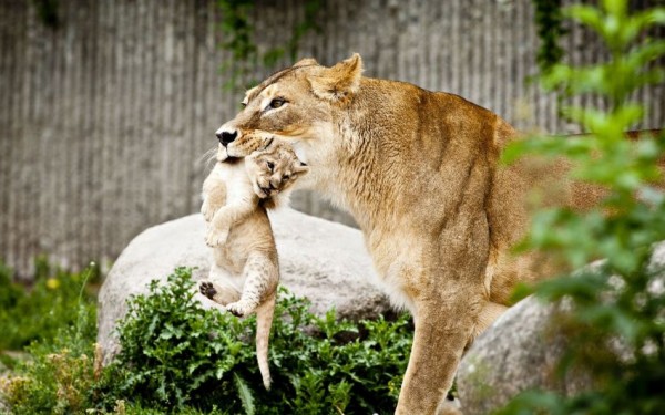 One of the two cubs, born on June 6 at the zoo in Copenhagen