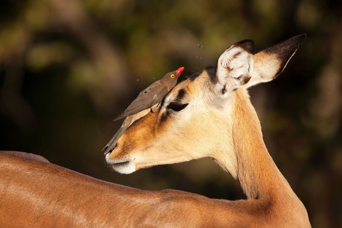 The brave bird on the face of impala in the Kruger National Park