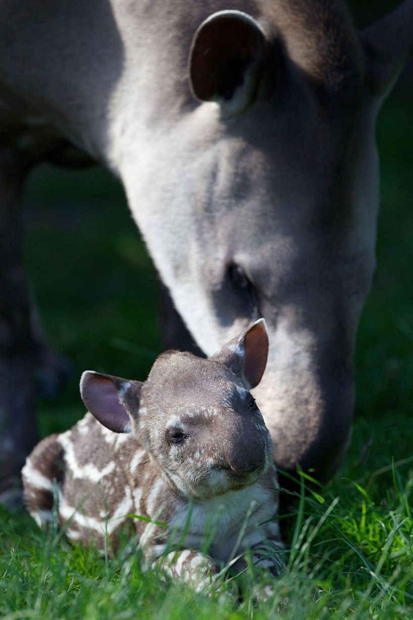 The unnamed baby tapir is basking in the sun with his family, Dublin Zoo, Ireland