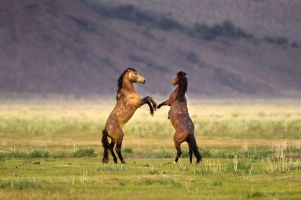 Two wild horses have fun in Yosemite National Park, USA