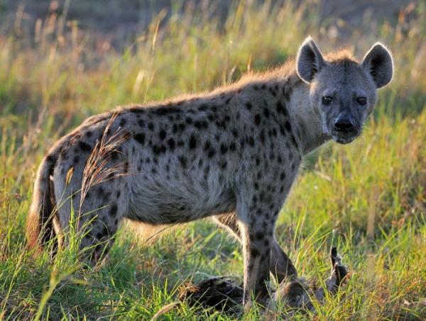 1. Hyena