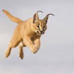 20 Graceful Pictures of Lynxes