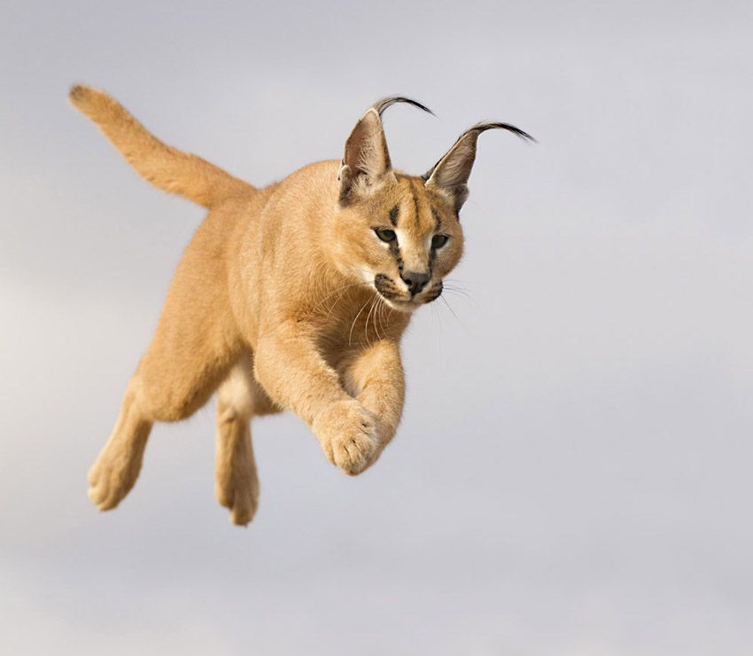 Graceful Pictures of Lynxes