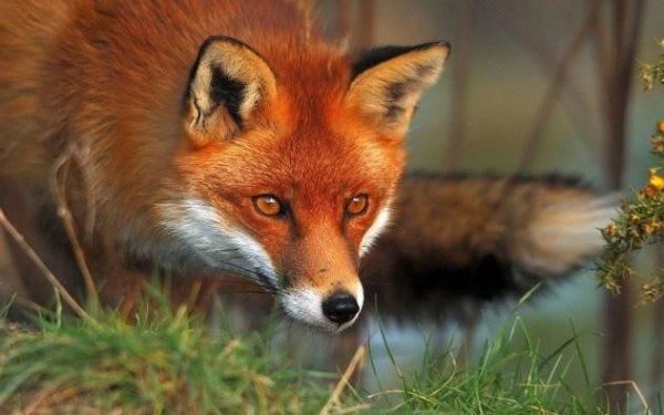 7. Red Fox