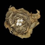 The Fragile Beauty of Birds’ Nests by Sharon Beals