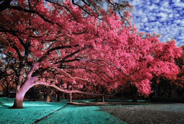 Awesome Infrared Photography by Helios