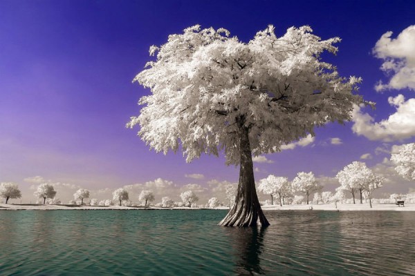 Fantastic Infrared Photography by Helios-Spada