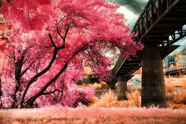 Infrared Photography