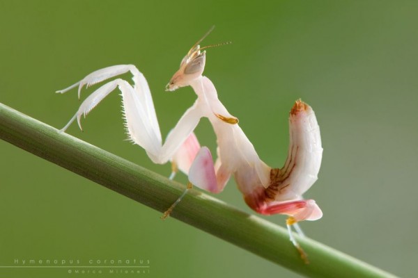 1. The Orchid mantis