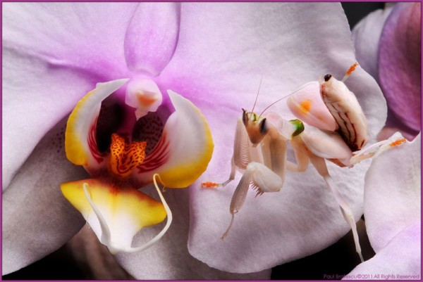 10. Flower mantis by Paul Bratescu