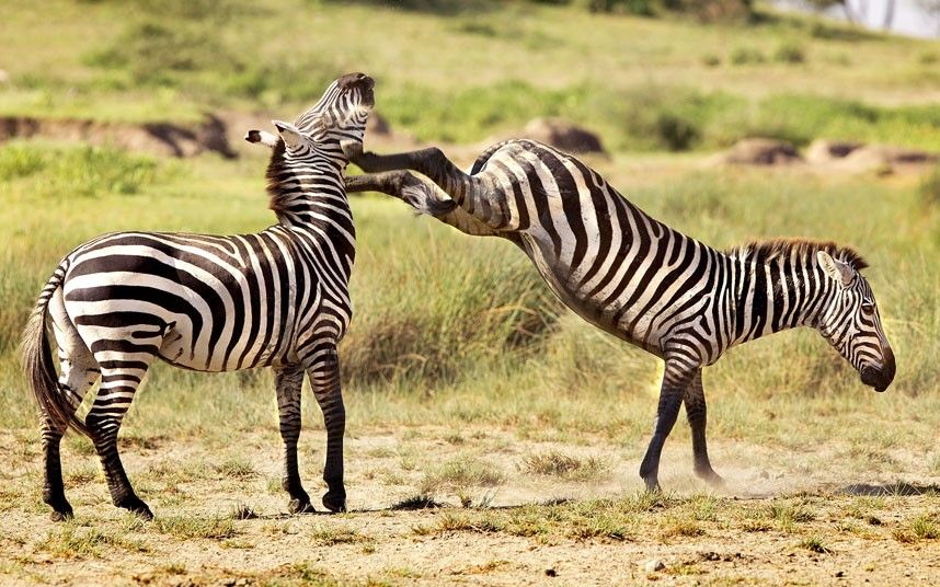 Photographer Thomas Retterath took this picture of the struggle between the two zebra stallions in Ngorongoro