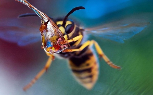 wasp picture took by macro photographer Irina Kozorog