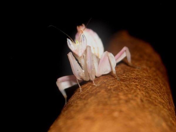 17. Orchid mantis by bugs life