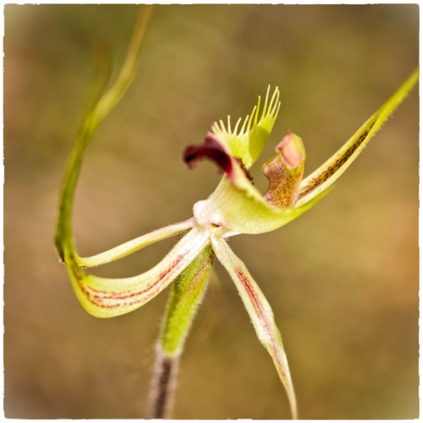 18. Forest Mantis Orchid