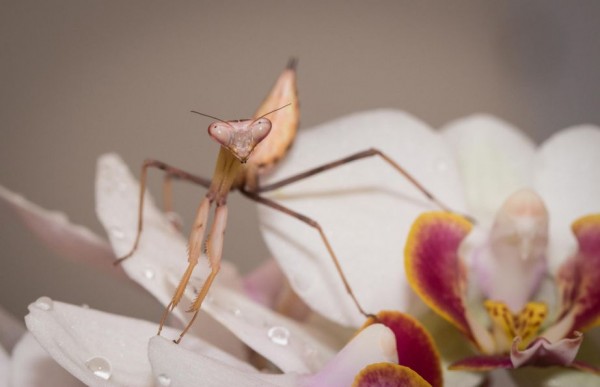 19. Orchid Mantis by Lee Crawley