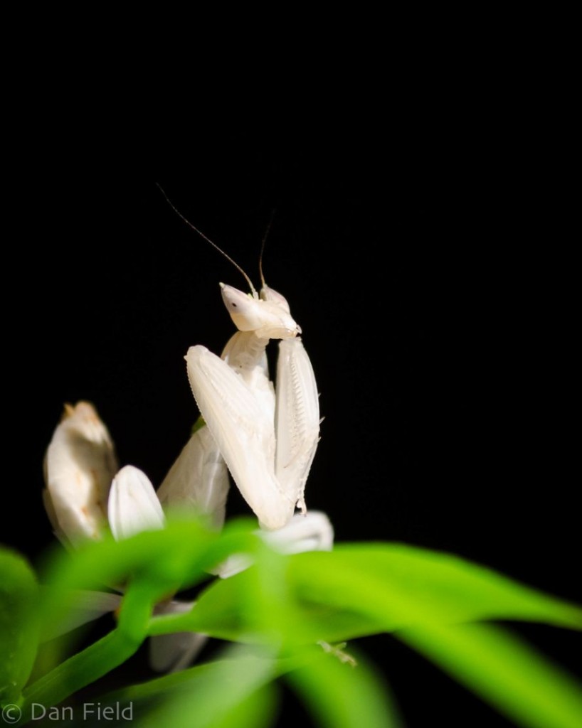 Amazing Orchid Mantis Insects Similar As Flowers - The Wondrous