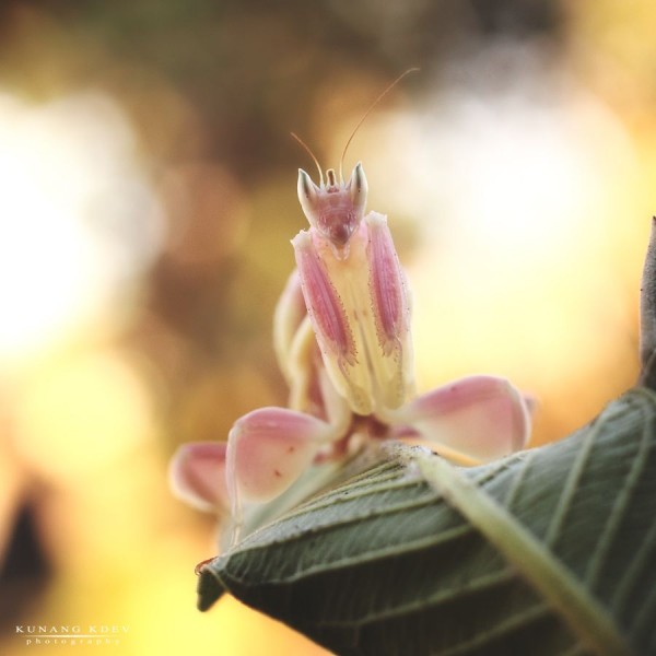 6. Orchid Mantis