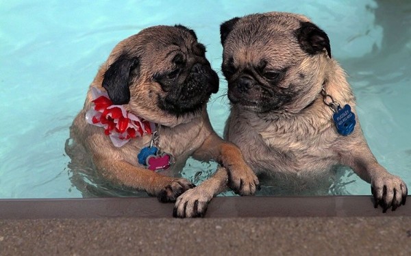 Two pugs Bell (left) and Pugsley (right) are enjoying in the pool of Warner Park in Chattanooga, TN, USA