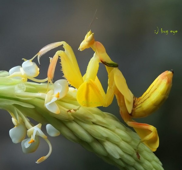 7. Yellow Orchid Mantis