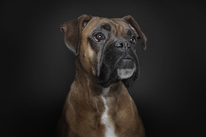 Incredible Portraits of Dogs with Hilarious Face Expressions