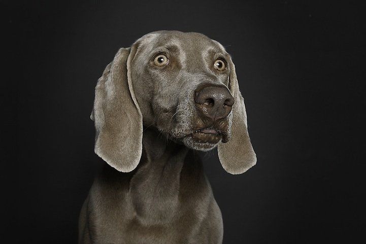 Incredible Portraits of Dogs with Hilarious Face Expressions