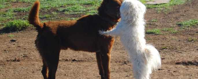The 30 Most Adorable Animal Kisses Ever Seen