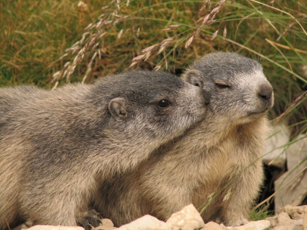 10. Marmot kiss