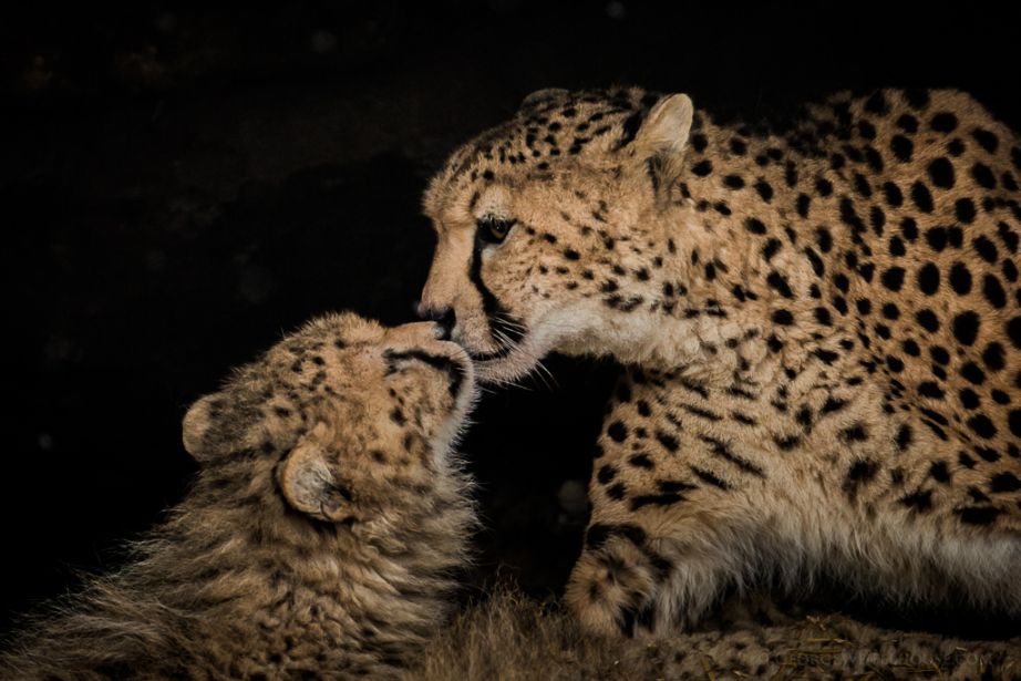 16. Cheetah Kiss