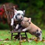 The 20 Heartwarming Pictures of Baby Pigs You Need To See Before You Die