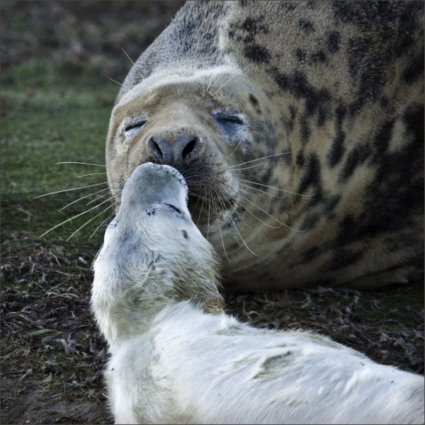 20. Seals Kiss