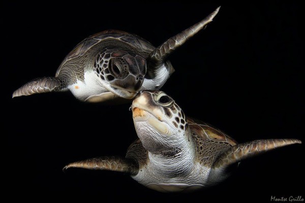 4. Turtle Kiss
