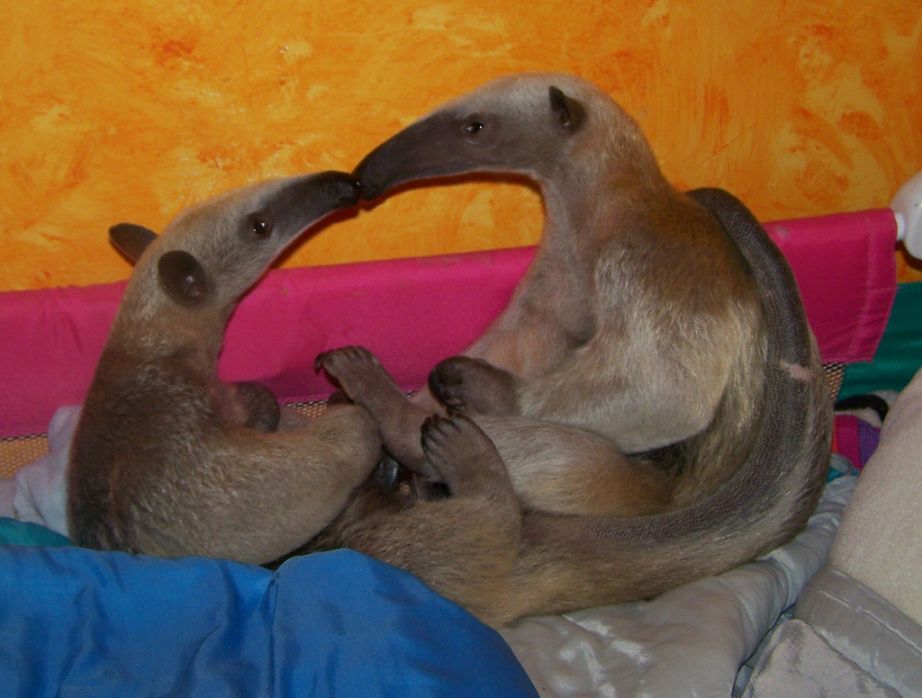8. Two little anteaters Doing Kiss