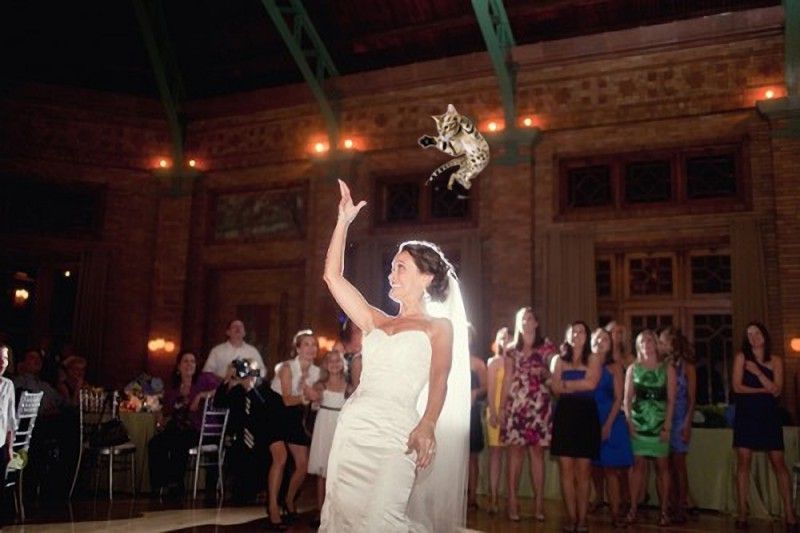 Meet the New Trend of Bride Throwing â€¦ Cats