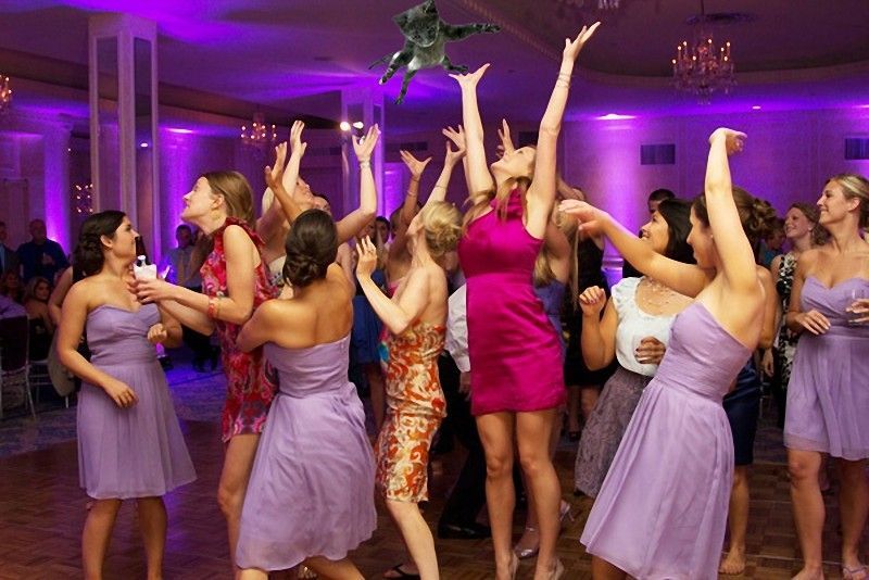 Brides Throwing Cats Instead of Bouquets