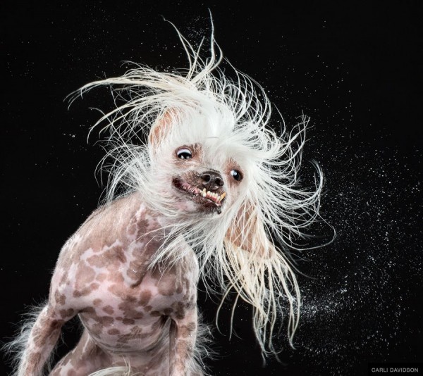 Hilarious Shake Photo Series by Carli Davidson