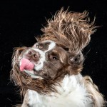 Hilarious High-Speed Photographs of Dogs Shaking by Photographer Carli Davidson