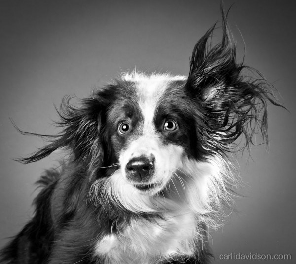 Hilarious High-Speed Photographs of Dogs Shaking by Photographer Carli Davidson