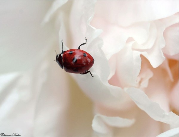 Adorable Ladybirds by Ellen van Deelen