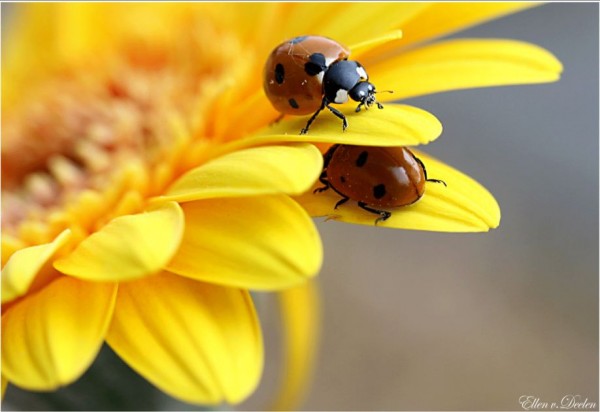 Ladybugs Photography