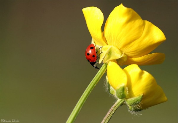 Adorable Ladybirds by Ellen van Deelen