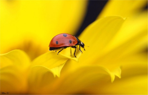 Macro Photography of Ladybugs