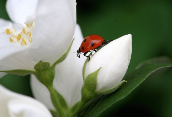 Ladybugs Photography